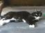 Maine Coon Phoebe