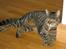Huskat Silver