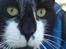 Huskat |Adonis "fat cat" - Velkommen!!
