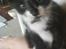 Huskat |Adonis "fat cat"