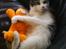 Huskat Mimse - Mimse med en Garfield bamse ;D