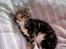 Huskat Frank *RIP* - Uha, sove sove..