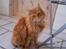 Blanding af racer Kitty <3 - Min dejlige lille Skat <´33