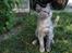 Huskat June