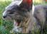 Huskat June