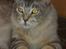 Maine Coon nemo