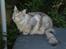 Maine Coon nemo