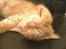 Maine Coon Joe the Bandit (Bandit) - Fars stol er altså god!