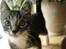 Huskat Frode