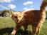 Blanding af racer Kitty <3 - MAD!!! ;D Min dejlige lille Kitty bass... Der vist nok vil have mad der ;D