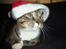 Huskat O'Malley