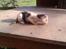 Huskat Lucky R.I.P 22-8-2010