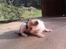 Huskat Lucky R.I.P 22-8-2010