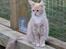 Maine Coon Caia *Flyttet*