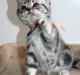 British Shorthair Iris af Clipper