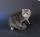 Exotic Hyggebo`s Baby Bon R.I.P