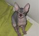 Sphynx Nemesis