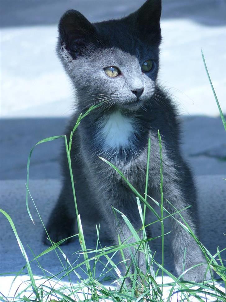 Huskat Lego billede 1