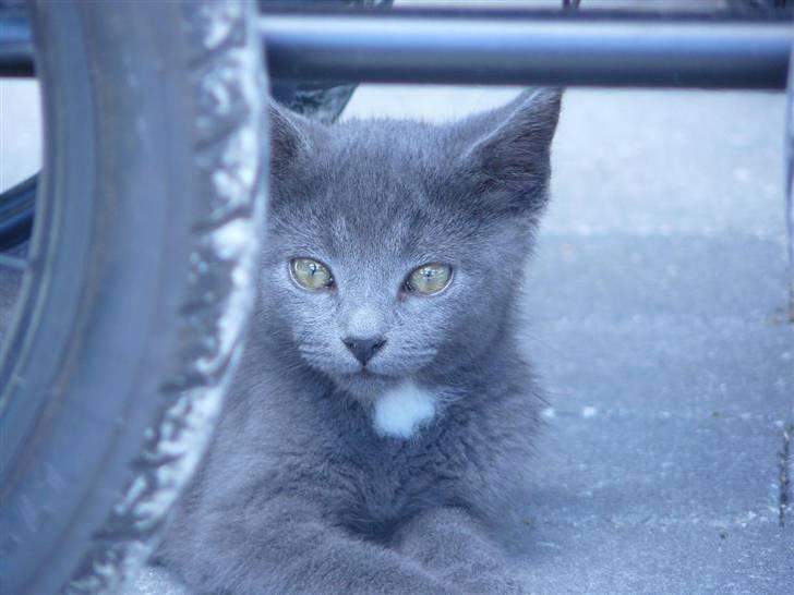 Huskat Lego billede 2