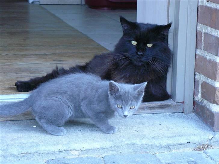 Huskat Lego billede 3