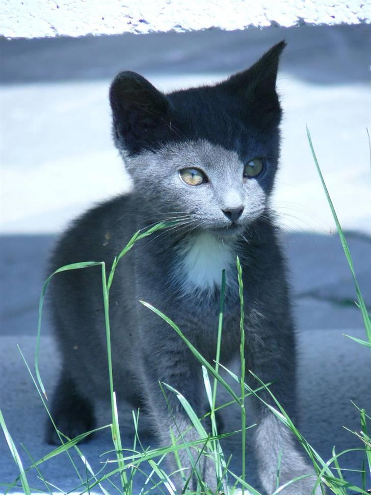 Huskat Lego billede 4