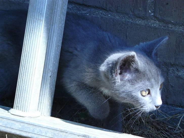 Huskat Lego billede 5