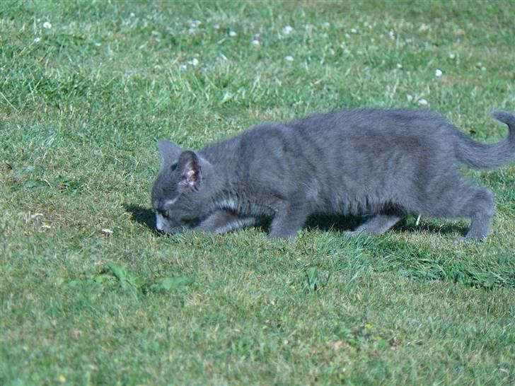 Huskat Lego billede 6