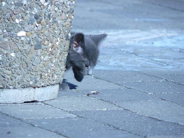 Huskat Lego billede 7