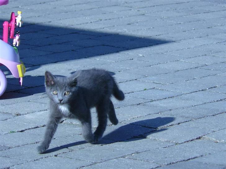 Huskat Lego billede 8