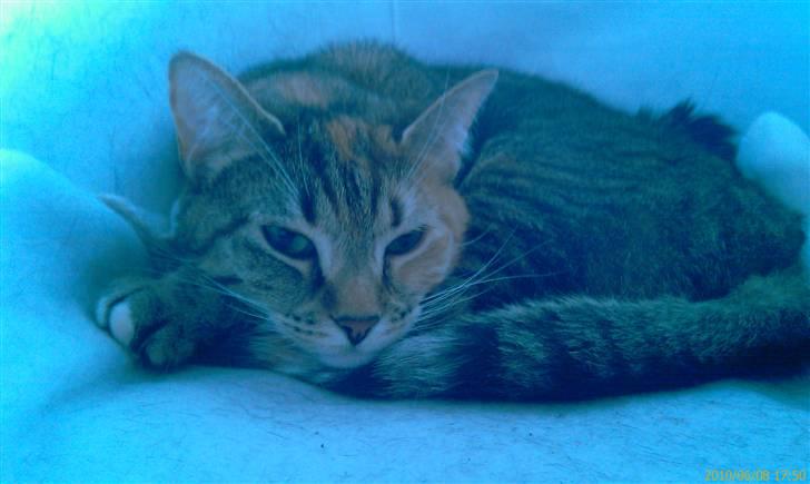 Huskat Bailey billede 11