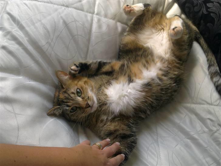 Huskat Bailey billede 12