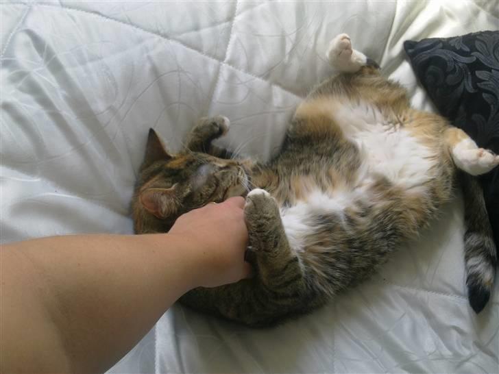 Huskat Bailey billede 13