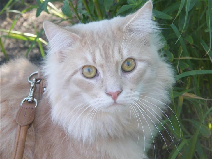 Maine Coon Milkey Way - Mikey  billede 1