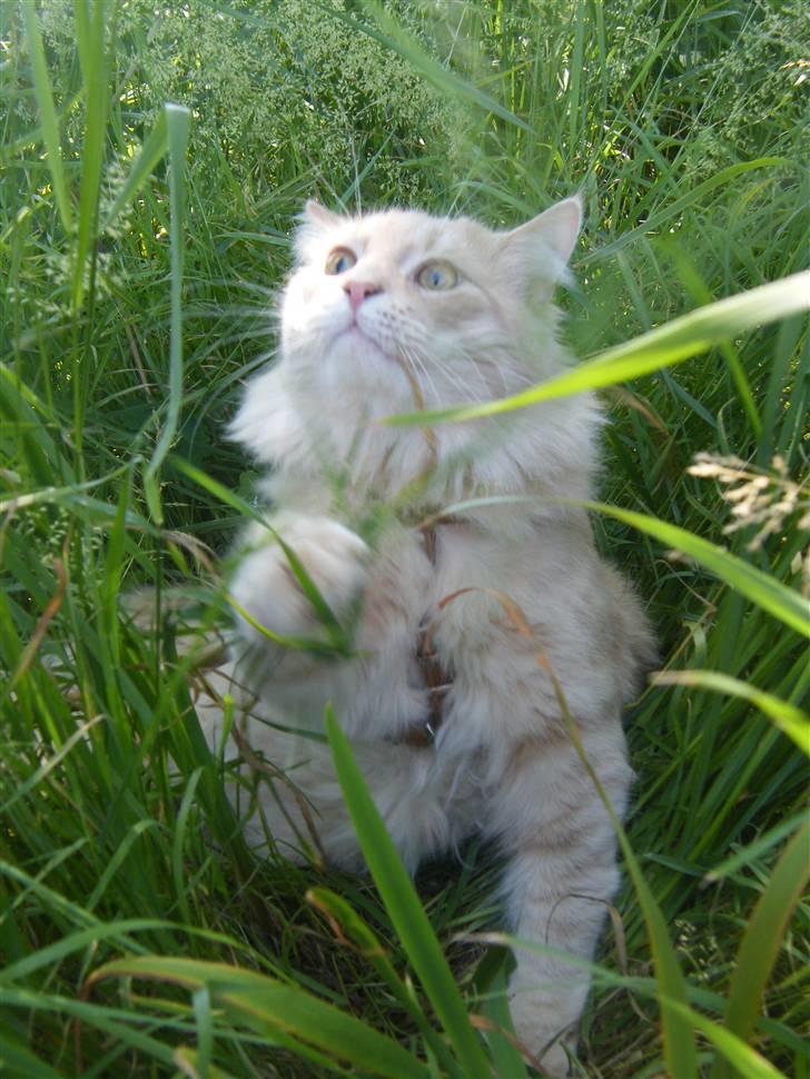 Maine Coon Milkey Way - Mikey jagter græstrå ... det kræver sin mand :-) billede 2