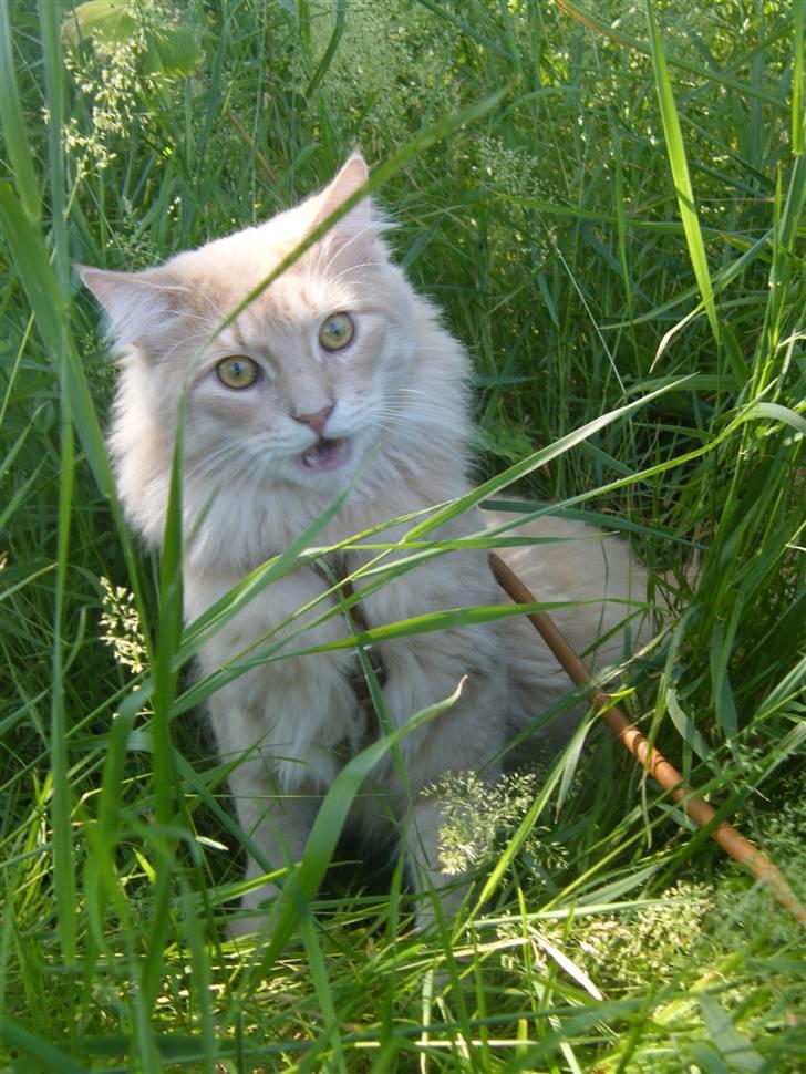 Maine Coon Milkey Way - ahahaha ... det er altså lidt sjovt ... billede 3