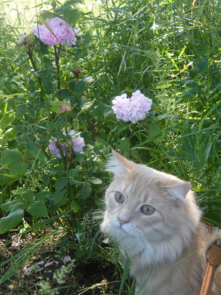 Maine Coon Milkey Way - øhhh ... hvad skal man finde på ... billede 5