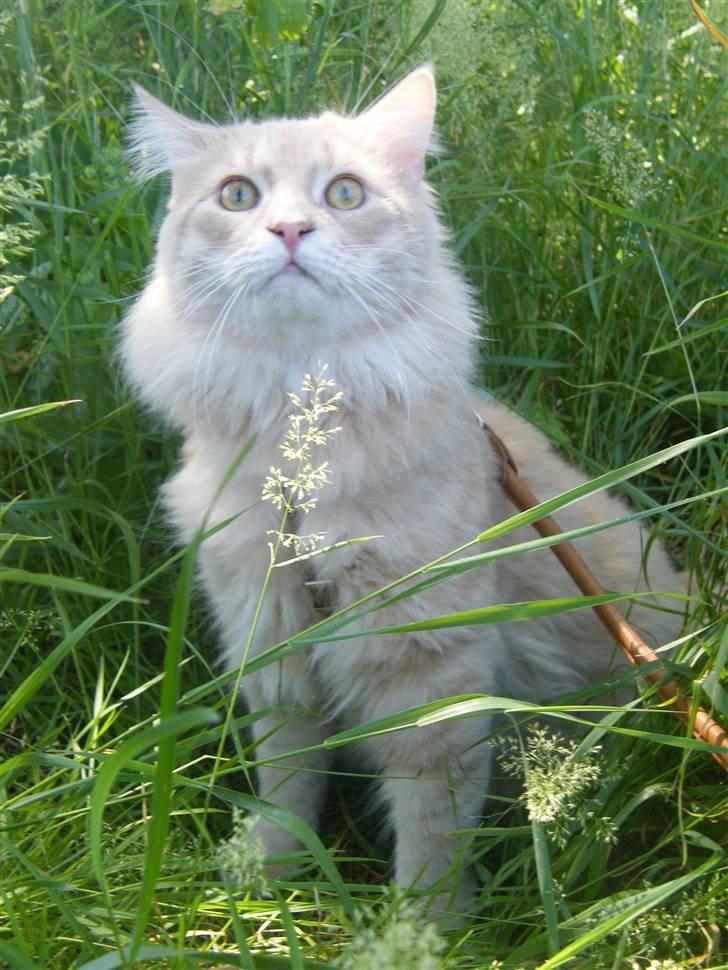 Maine Coon Milkey Way - Hov ... se op !!! Fugle ... uhmmm lækkert .... billede 6