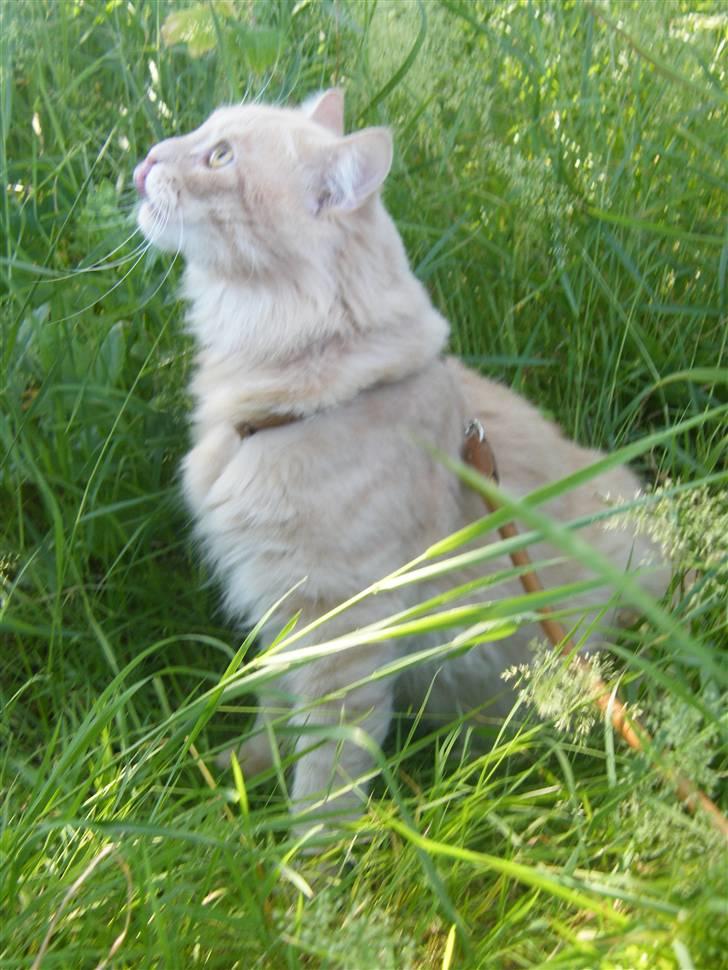 Maine Coon Milkey Way - Mikey i drømmeverdenen ... man kan næsten se tankeboblen :-) billede 7