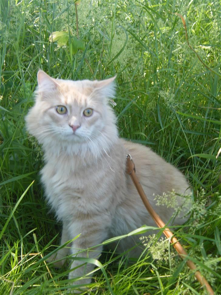 Maine Coon Milkey Way - Nej!!!  til at jagte fulge, så kan man lave sure øjne ...ØV billede 8
