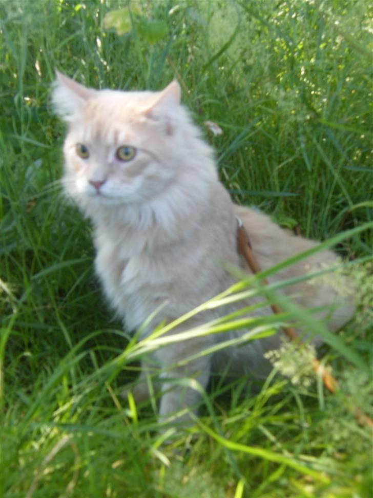 Maine Coon Milkey Way - Okay ... jeg går hen og ligger mig i skyggen og spinder i stedet :-) billede 9