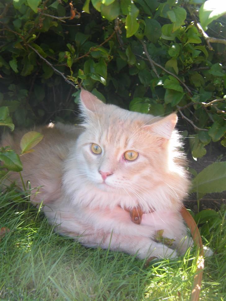 Maine Coon Milkey Way - Tak fordi I fulgte mig en dag i haven :-) billede 10