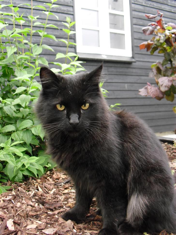 Blanding af racer Trunte - Velkommen til Truntes profil :) billede 1