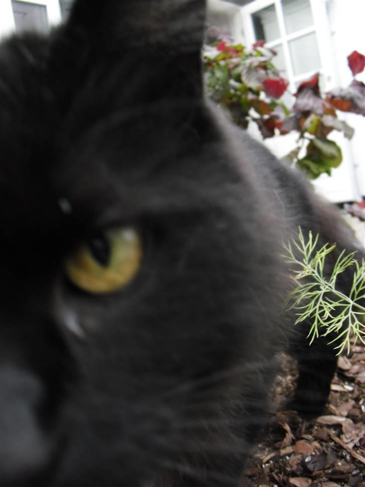 Blanding af racer Trunte - Trunte skal HELT tæt på når der bliver taget billeder :p billede 2