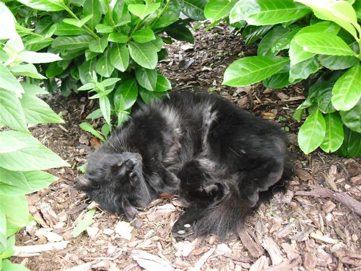 Blanding af racer Trunte billede 3