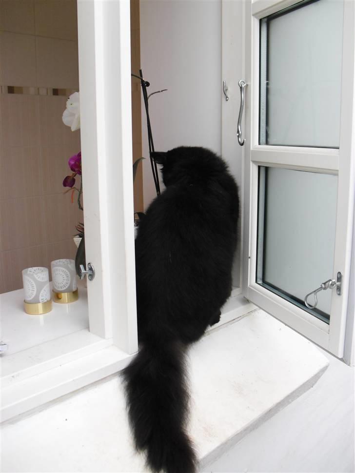 Blanding af racer Trunte billede 4