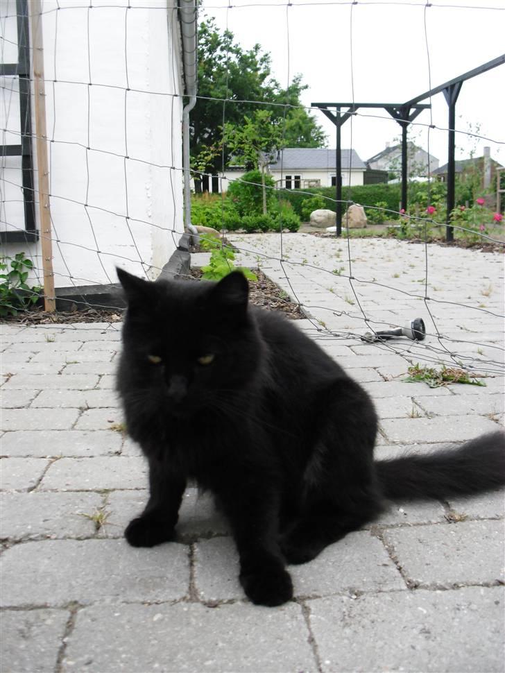 Blanding af racer Trunte billede 5