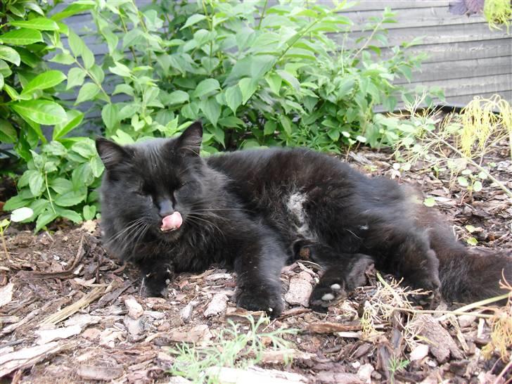 Blanding af racer Trunte billede 6