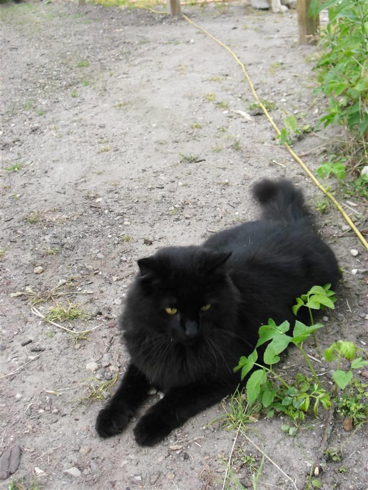 Blanding af racer Trunte billede 7