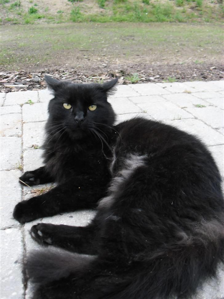 Blanding af racer Trunte - Trunte er nok den kat af dem jeg kender der kan se mest sur ud! :) billede 8