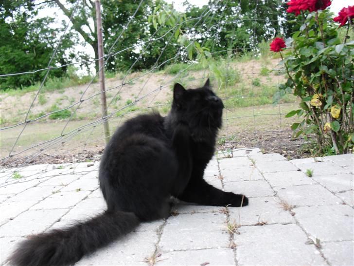 Blanding af racer Trunte billede 9